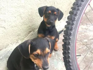 Cachorro raça SRD idade 2 a 6 meses nome Sem nomes .