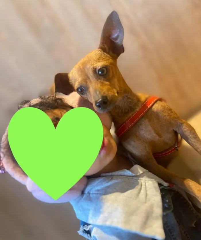 Cachorro raça Pinscher idade 3 anos nome Apollo