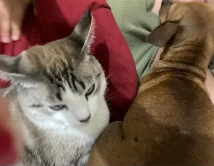 Cachorro raça Pinscher idade 3 anos nome Apollo