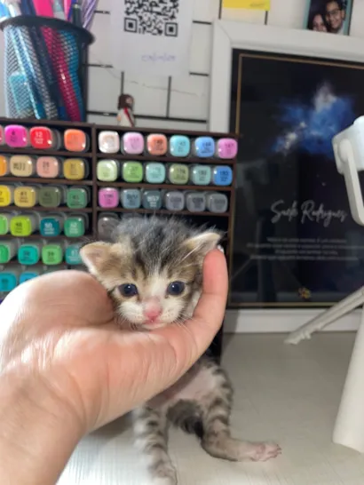 Gato raça SRD-ViraLata idade Abaixo de 2 meses nome Jorge e Mateus