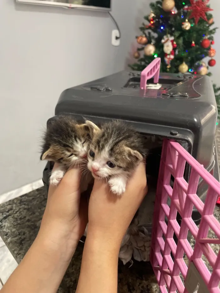 Gato raça SRD-ViraLata idade Abaixo de 2 meses nome Jorge e Mateus