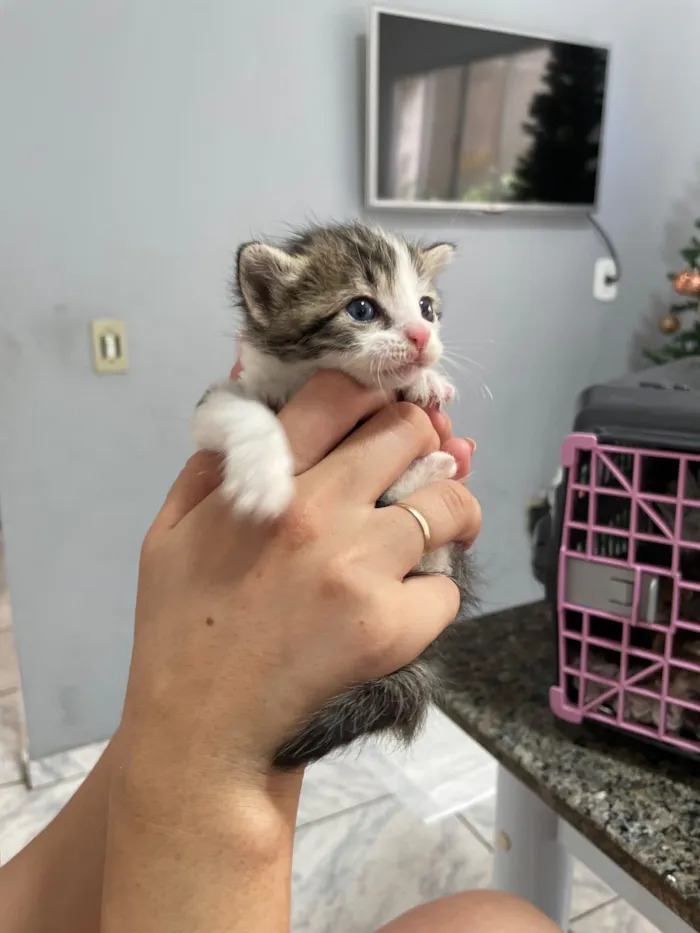 Gato raça SRD-ViraLata idade Abaixo de 2 meses nome Jorge e Mateus