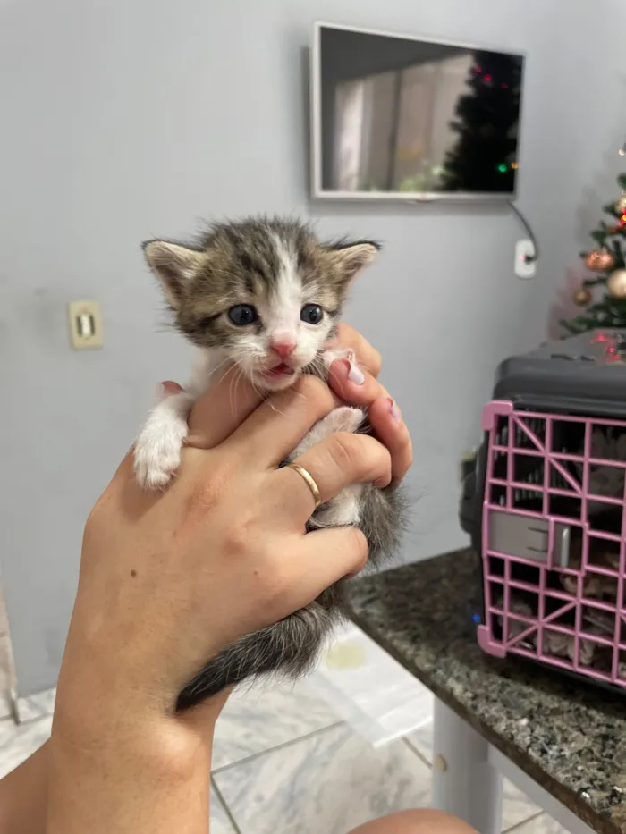 Gato raça SRD-ViraLata idade Abaixo de 2 meses nome Jorge e Mateus