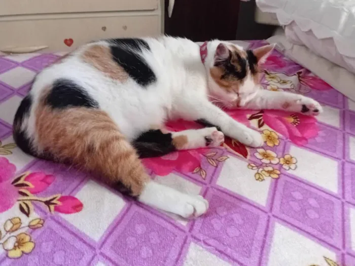 Gato raça SRD-ViraLata idade 1 ano nome Luna