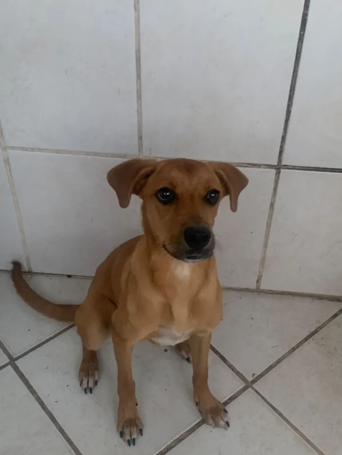 Cachorro raça SRD-ViraLata idade 2 a 6 meses nome Mel