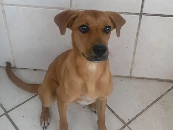 Cachorro raça SRD-ViraLata idade 2 a 6 meses nome Mel