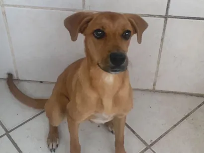 Cachorro raça SRD-ViraLata idade 2 a 6 meses nome Mel
