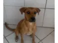 Cachorro raça SRD-ViraLata idade 2 a 6 meses nome Mel