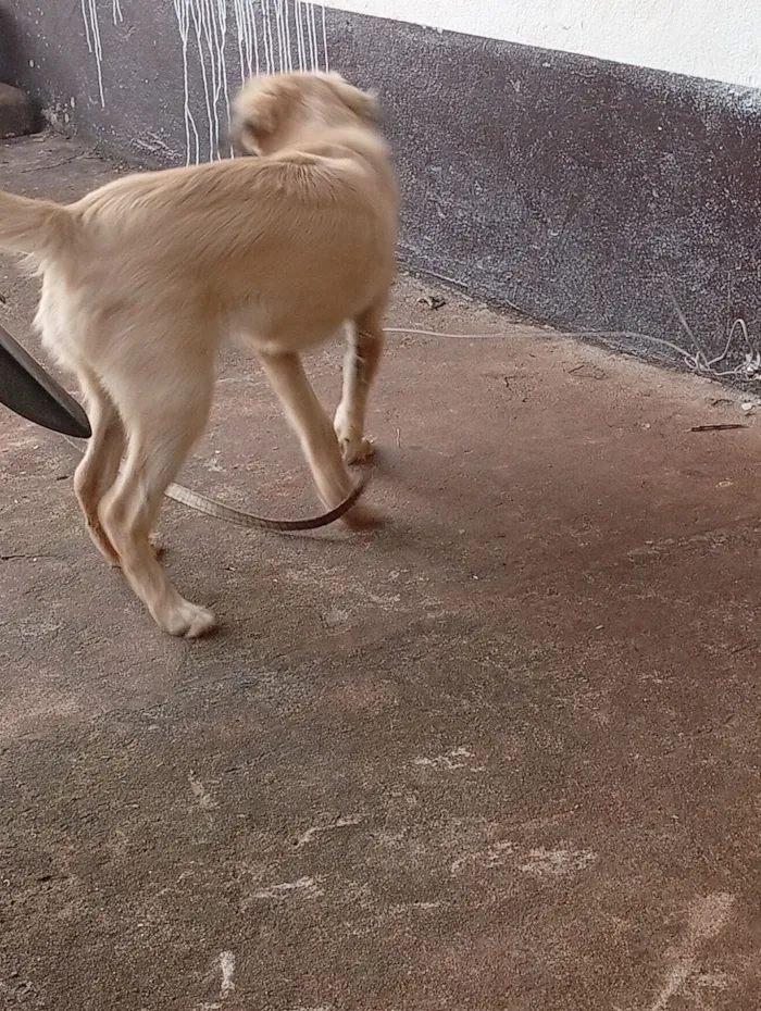 Cachorro raça SRD-ViraLata idade 2 a 6 meses nome Boris 