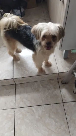 Cachorro raça Shitzu idade 5 anos nome Flor