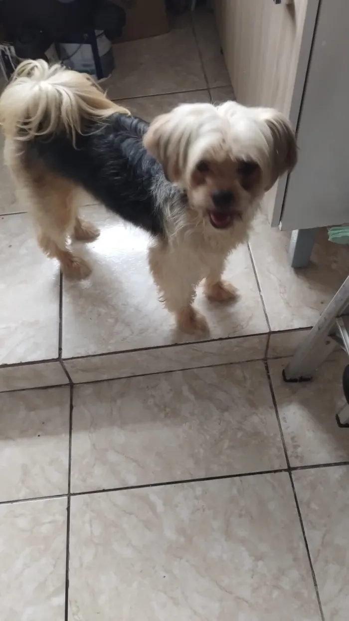 Cachorro raça Shitzu idade 5 anos nome Florzinha