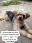 Cachorro raça Shitzu idade 5 anos nome Florzinha