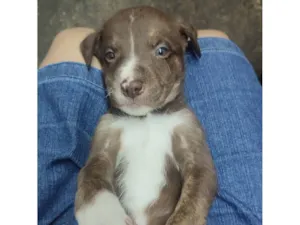 Cachorro raça SRD-ViraLata idade Abaixo de 2 meses nome sem nome