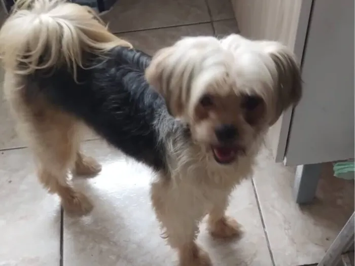 Cachorro raça Shitzu idade 5 anos nome Flor