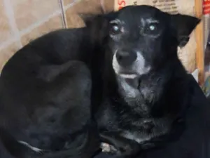 Cachorro raça SRD-ViraLata idade 6 ou mais anos nome Hanna e Mel