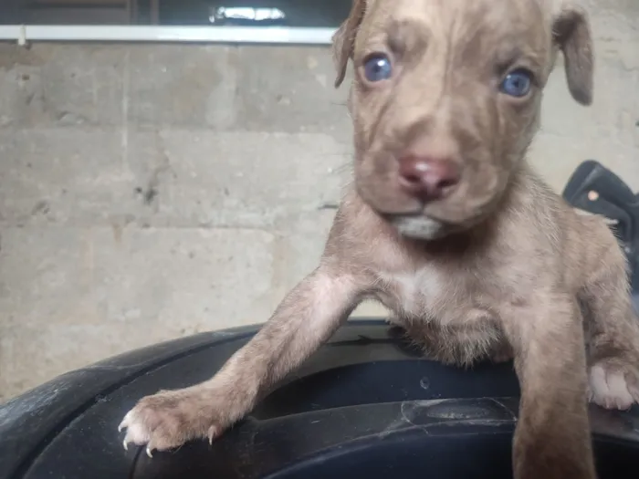 Cachorro raça SRD-ViraLata idade Abaixo de 2 meses nome sem nome
