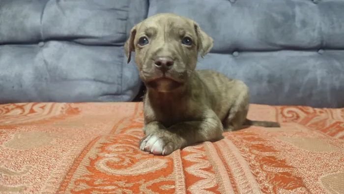 Cachorro raça SRD-ViraLata idade Abaixo de 2 meses nome sem nome