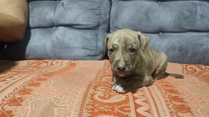 Cachorro raça SRD-ViraLata idade Abaixo de 2 meses nome sem nome