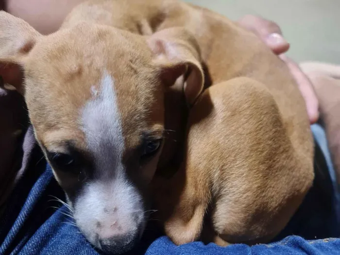 Cachorro raça SRD-ViraLata idade 2 a 6 meses nome Amora