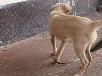 Cachorro raça SRD-ViraLata idade 2 a 6 meses nome Boris 