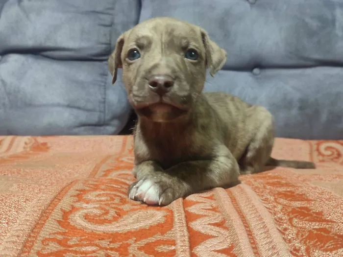 Cachorro raça SRD-ViraLata idade Abaixo de 2 meses nome sem nome