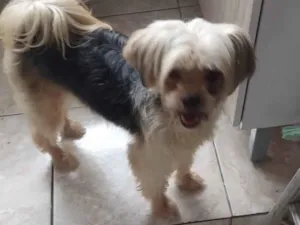 Cachorro raça Shitzu idade 5 anos nome Florzinha