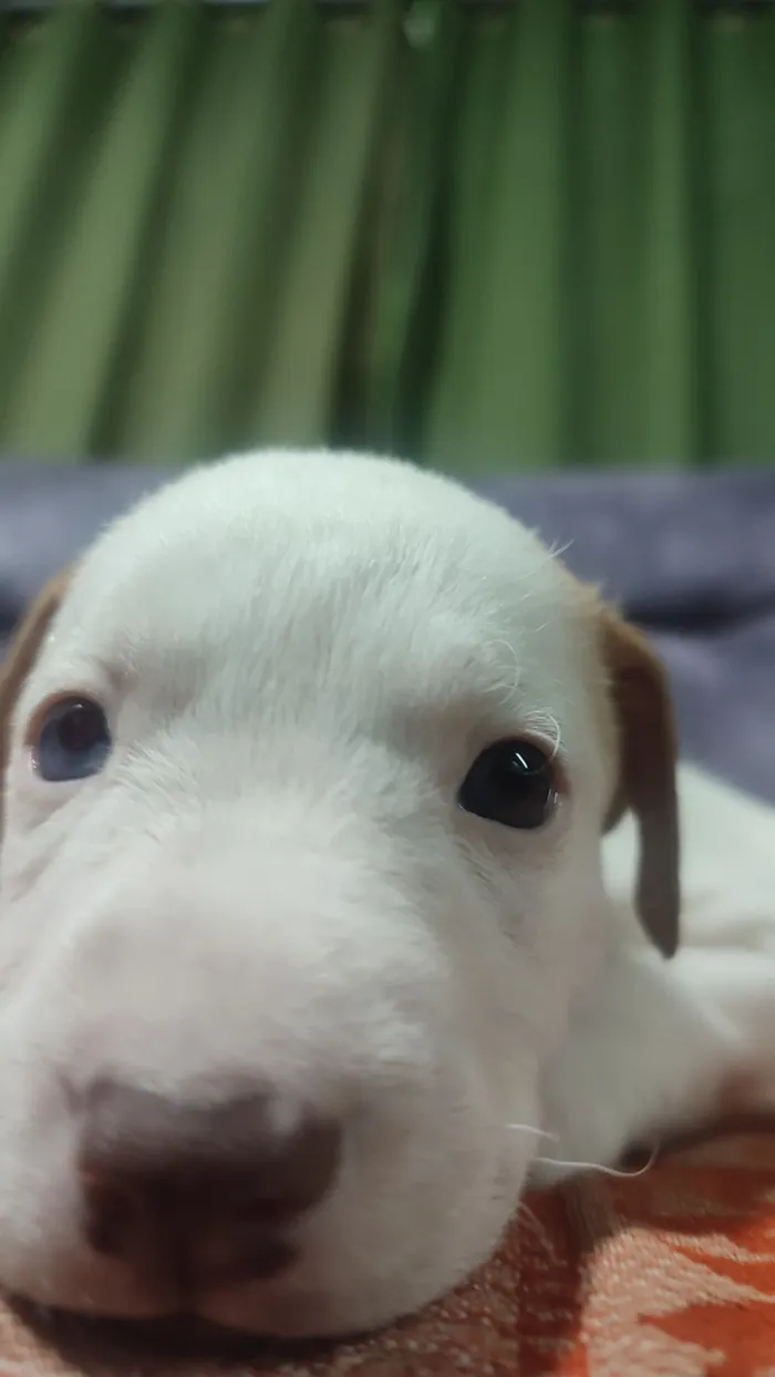 Cachorro raça SRD-ViraLata idade Abaixo de 2 meses nome Sem nome