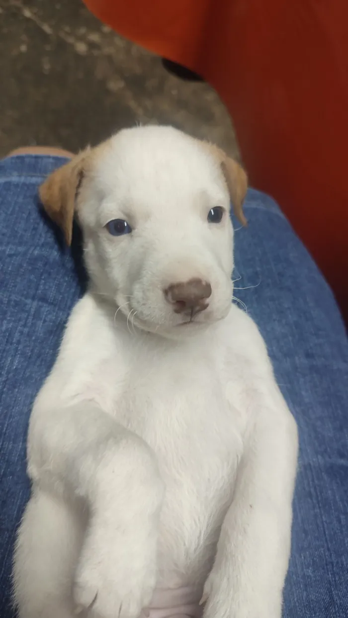 Cachorro raça SRD-ViraLata idade Abaixo de 2 meses nome Sem nome