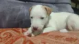 Cachorro raça SRD-ViraLata idade Abaixo de 2 meses nome Sem nome