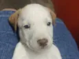Cachorro raça SRD-ViraLata idade Abaixo de 2 meses nome Sem nome