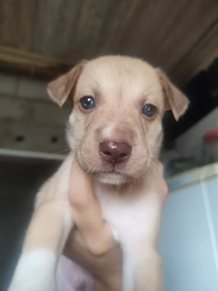 Cachorro raça SRD-ViraLata idade Abaixo de 2 meses nome Sem nome