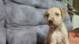 Cachorro raça SRD-ViraLata idade Abaixo de 2 meses nome Sem nome