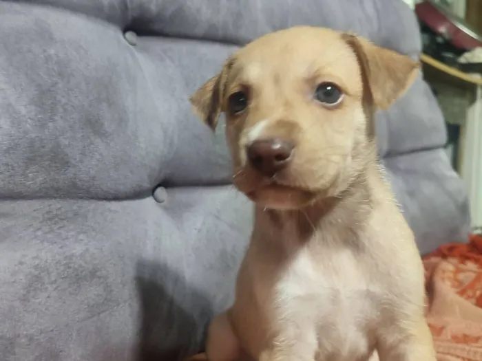 Cachorro raça SRD-ViraLata idade Abaixo de 2 meses nome Sem nome