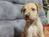 Cachorro raça SRD-ViraLata idade Abaixo de 2 meses nome Sem nome