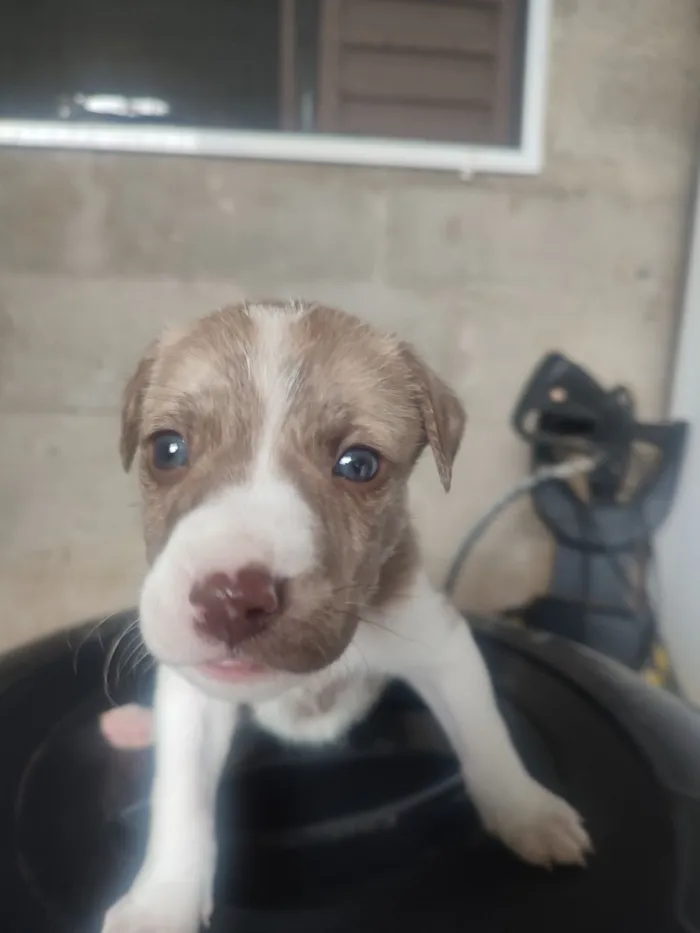 Cachorro raça SRD-ViraLata idade Abaixo de 2 meses nome Sem nome