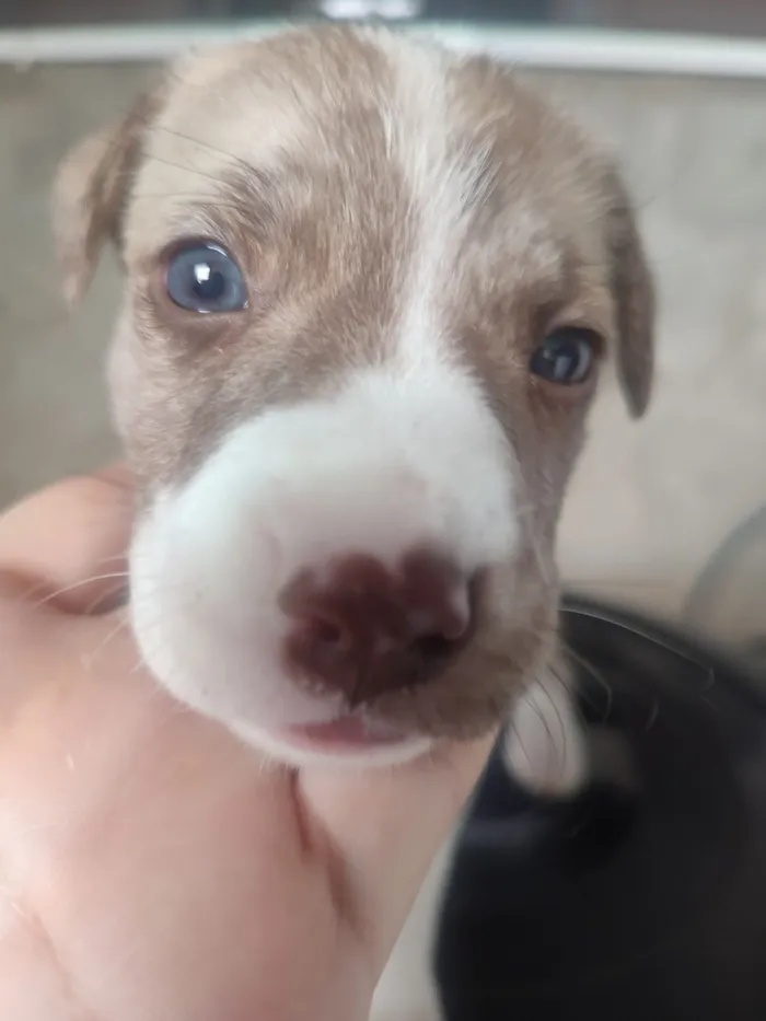 Cachorro raça SRD-ViraLata idade Abaixo de 2 meses nome Sem nome