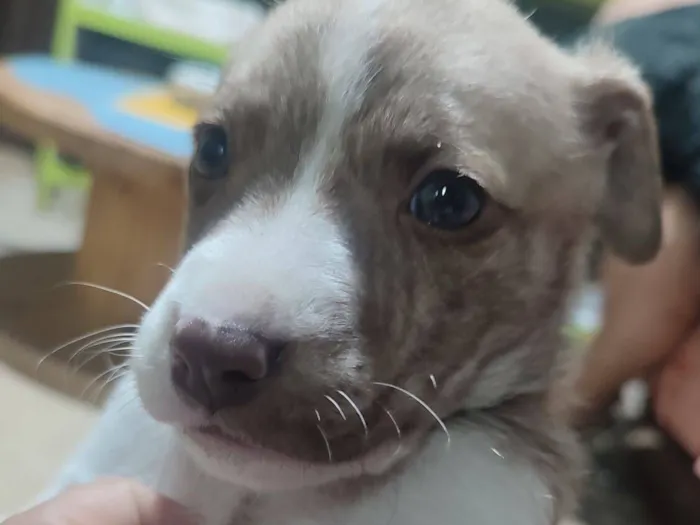 Cachorro raça SRD-ViraLata idade Abaixo de 2 meses nome Sem nome