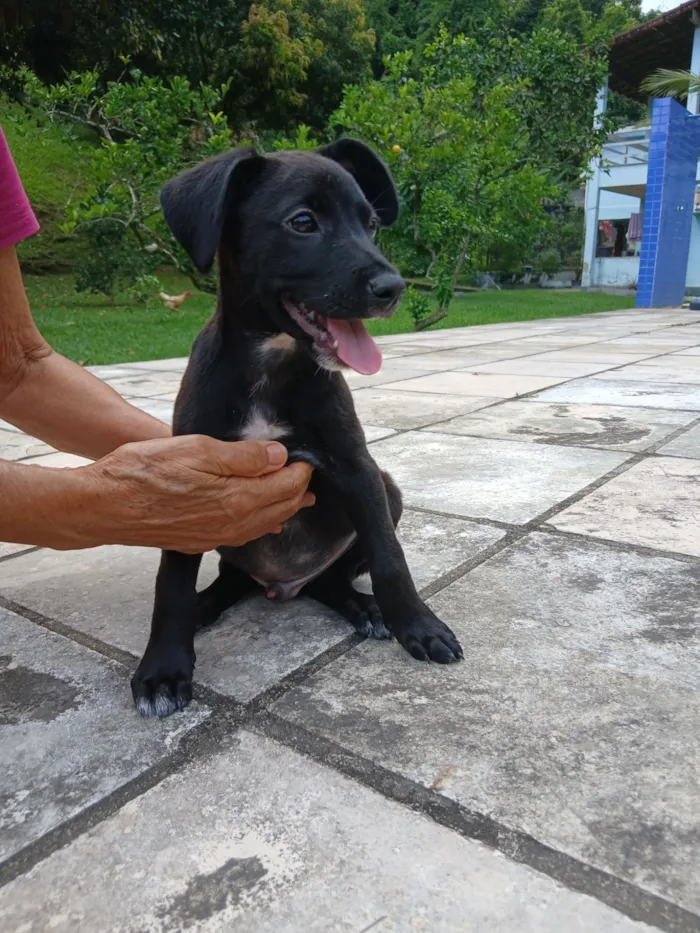 Cachorro raça SRD-ViraLata idade 2 a 6 meses nome Vinni