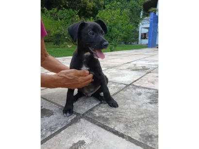 Cachorro raça SRD-ViraLata idade 2 a 6 meses nome Vinni