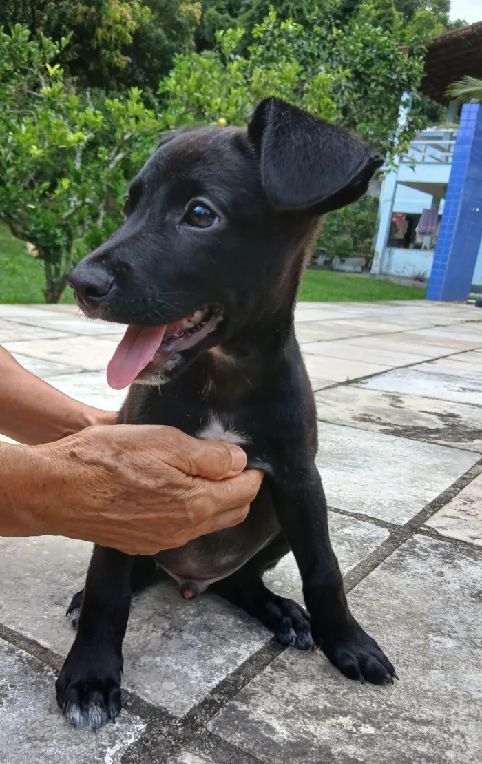 Cachorro raça SRD-ViraLata idade 2 a 6 meses nome Vinni