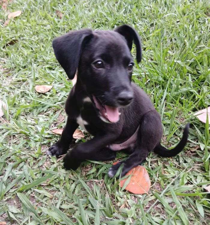 Cachorro raça SRD-ViraLata idade 2 a 6 meses nome Vinni
