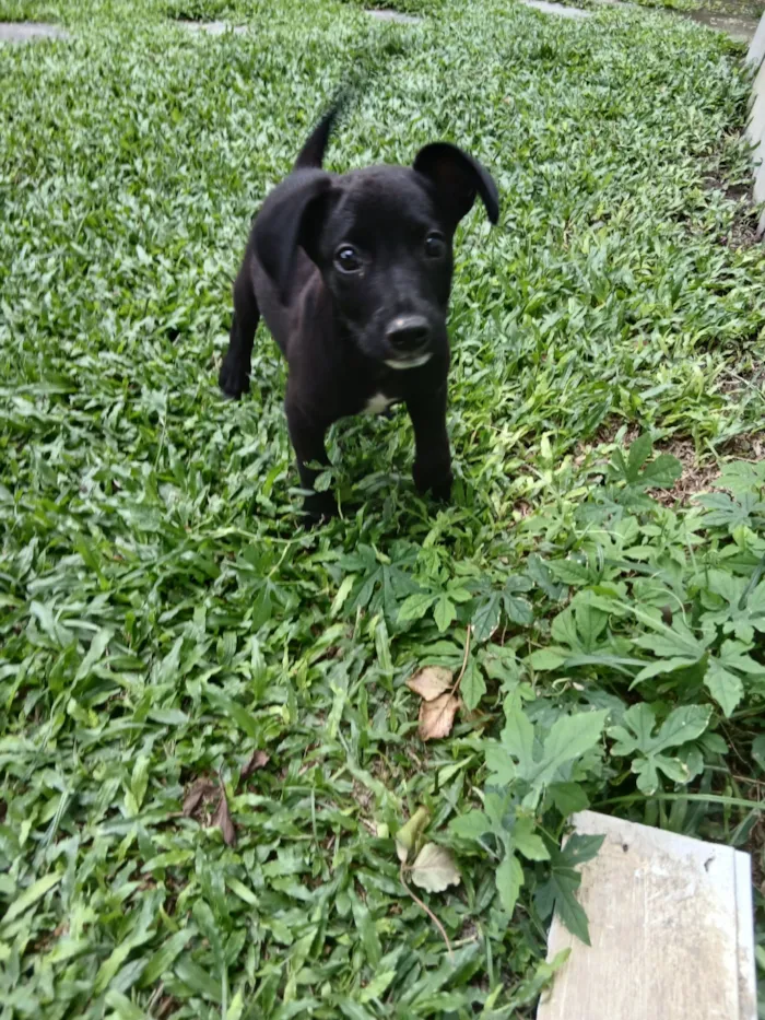 Cachorro raça SRD-ViraLata idade 2 a 6 meses nome Vinni