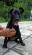 Cachorro raça SRD-ViraLata idade 2 a 6 meses nome Vinni