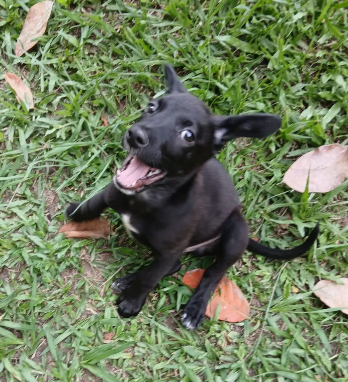 Cachorro raça SRD-ViraLata idade 2 a 6 meses nome Vinni