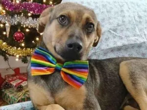 Cachorro raça SRD-ViraLata idade 7 a 11 meses nome Bento