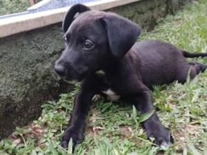 Cachorro raça SRD-ViraLata idade 2 a 6 meses nome Vinni