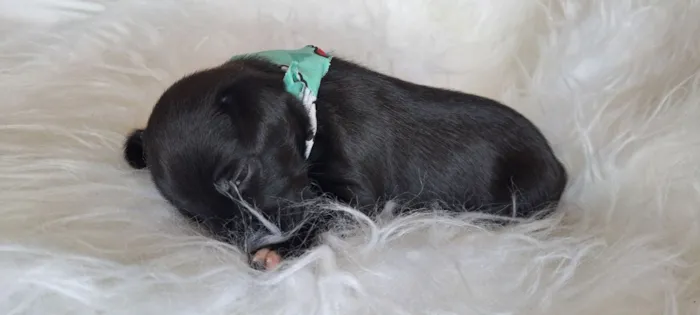 Cachorro raça SRD-ViraLata idade 2 a 6 meses nome Bituca