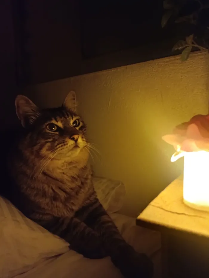 Gato raça SRD-ViraLata idade 4 anos nome Gordo