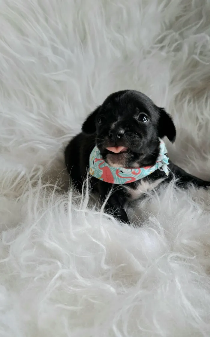 Cachorro raça SRD-ViraLata idade 2 a 6 meses nome Nara