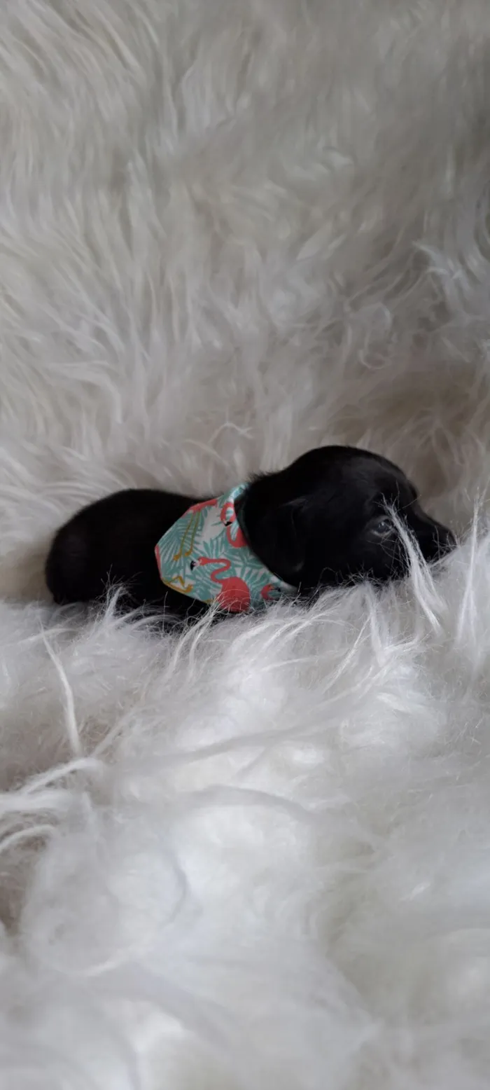 Cachorro raça SRD-ViraLata idade 2 a 6 meses nome Nara